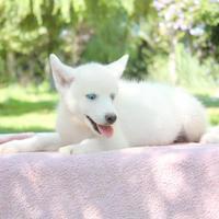 Cucciolina femmina di Husky bianca occhi azzurri