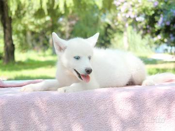 Cucciolina femmina di Husky bianca occhi azzurri