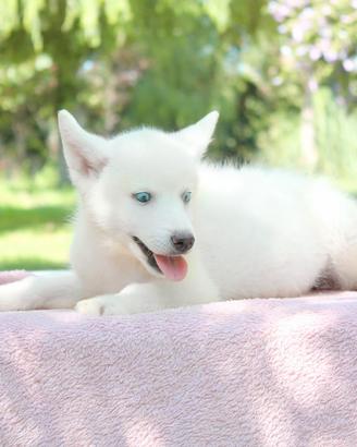 Cucciolina femmina di Husky bianca occhi azzurri
