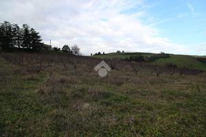 TER. AGRICOLO A CESENA