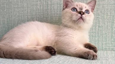 Gattini nani munchkin