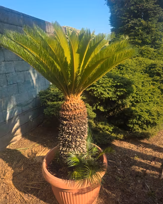 Piante