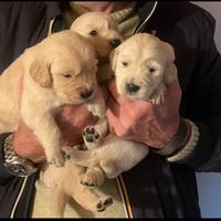 Cuccioli di Golden Retriever disponibili a Natale