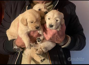 Cuccioli di Golden Retriever disponibili a Natale