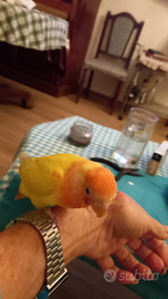 Pappagalli inseparabili