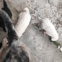Cuccioli meticci