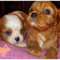 Cuccioli di CAVALIER KING CHARLES SPANIEL