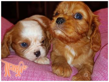 Cuccioli di CAVALIER KING CHARLES SPANIEL