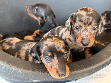 Cuccioli di bassotto kaninchen