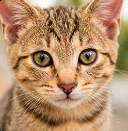 Gatta gatto gattini femmina e maschio