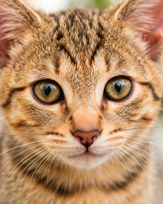 Gatta gatto gattini femmina e maschio