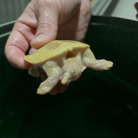 Pelodiscus sinensis albino