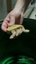 Pelodiscus sinensis albino