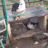 Anatra mute maschio femmina più 3 piccoline