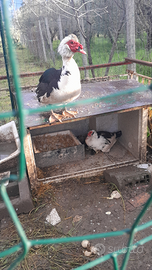 Anatra mute maschio femmina più 3 piccoline