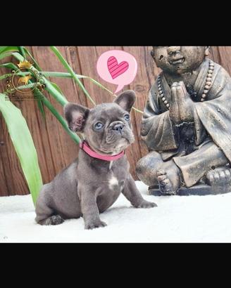 Dolcissima femminuccia bulldog francese total blue