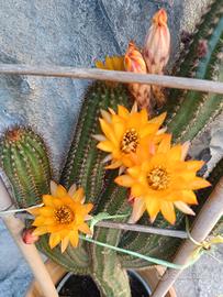 Set 2 polloni di cactus