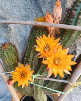Set 2 polloni di cactus