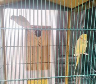 Parrocchetti dal collare