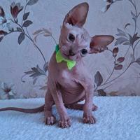 Cuccioli di sphynx trasporto in tutta italia
