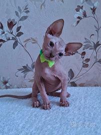 Cuccioli di sphynx trasporto in tutta italia