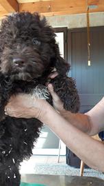 Cuccioli lagotti