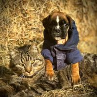 Boxer cucciole femmine fulve