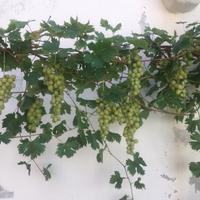 Pergola d uva bianca da tavola