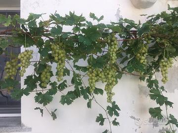 Pergola d uva bianca da tavola