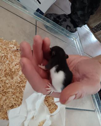 Ratti domestici