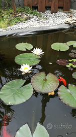 Ninfee rustiche varie colorazioni