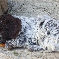 Dolcissimi cuccioli di Lagotto Romagnolo