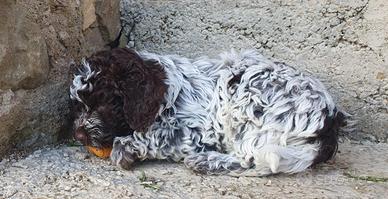 Dolcissimi cuccioli di Lagotto Romagnolo