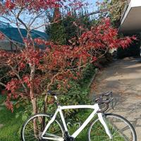Pinarello misura 54 (M)