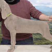 Cuccioli di Weimaraner