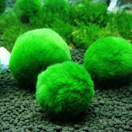 MARIMO Alga Palla - Pianta Vera Moss Giapponese