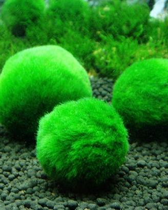 MARIMO Alga Palla - Pianta Vera Moss Giapponese