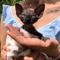Ultimi cuccioli Canadian Sphynx