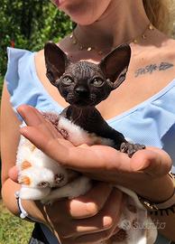 Ultimi cuccioli Canadian Sphynx