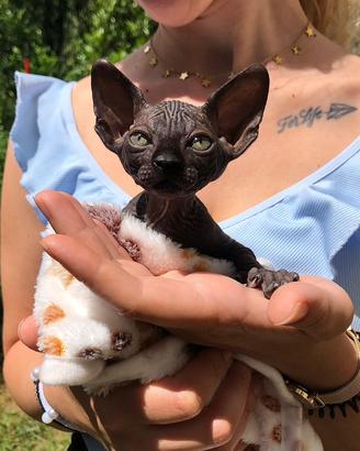 Ultimi cuccioli Canadian Sphynx