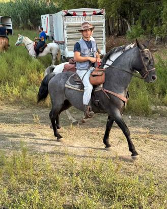 Cavallo da trekking
