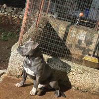 American bully per monta