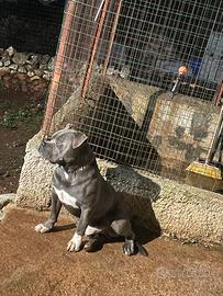 American bully per monta
