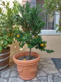 pianta di bergamotto