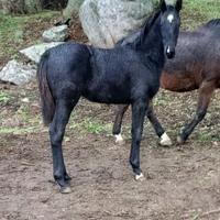 Puledro sella italiano masaf 2025