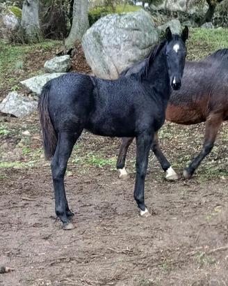 Puledro sella italiano masaf 2025