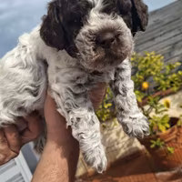 Lagotto Romagnolo