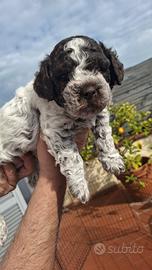 Lagotto Romagnolo
