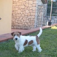 Jack Russell pelo ruvido