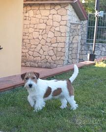 Jack Russell pelo ruvido